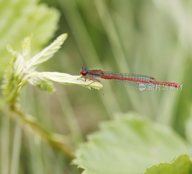 小红豆娘(Ceriagrion tenellum)雄性